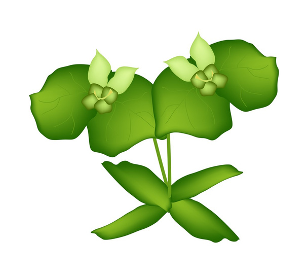 Dos cipreses verdes purga o euforbia Cyparissias
 - Vector, Imagen