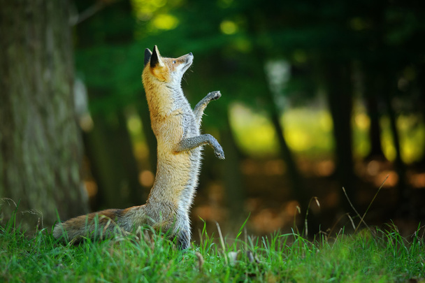 Красная лиса, стоящая на задних лапах в лесу
 - Фото, изображение