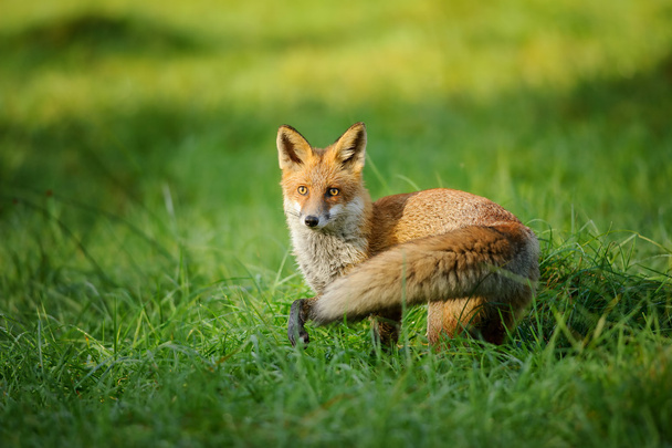 Червона лисиця стоїть у траві збоку
 - Фото, зображення