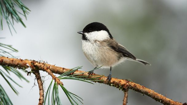 Lovely willow tit - Photo, Image