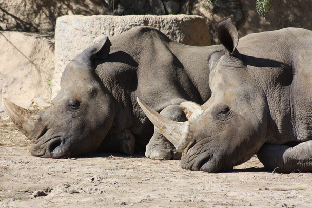 dwa nosorożce - Zdjęcie, obraz