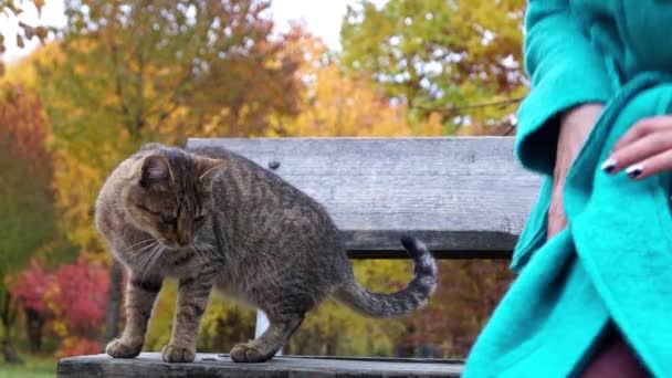Meisje, zittend op een bankje en een grijze kat aaien. - Video