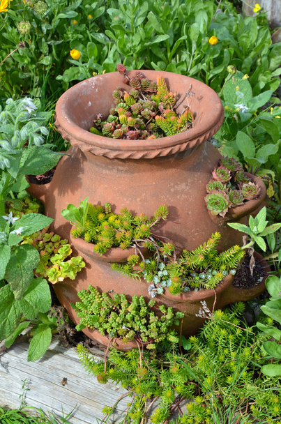 Clay pot with cactus - Photo, Image