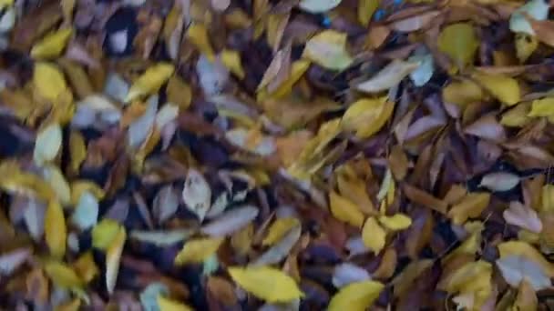 De camera wervelingen over de gele bladeren, die op de grond liggen. - Video