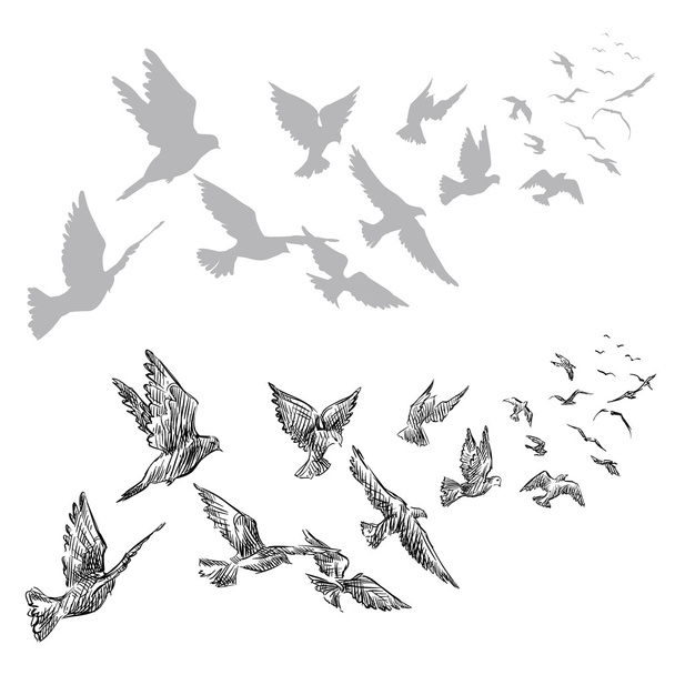 palomas voladoras, dibujadas a mano
 - Vector, Imagen