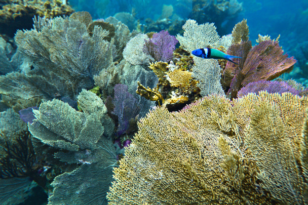 Bluehead wrasse poisson sur le fond d'algues colorées, peu profond
 - Photo, image