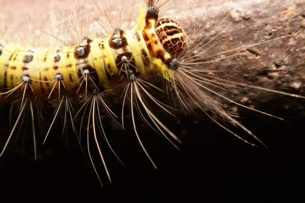 Fekete és sárga szőrös caterpillar, furcsa szájszerv Asia. - Fotó, kép