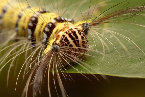 Zwarte en gele harige caterpillar met vreemde mond delen Asia. - Foto, afbeelding
