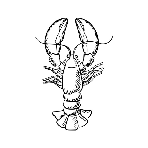 Big atlantic lobster with raised claws - Wektor, obraz