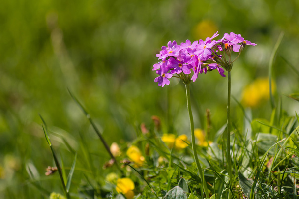 alpine primrose flowers - Photo, Image