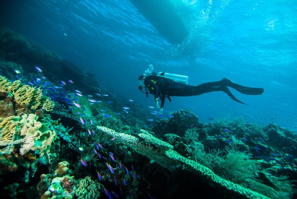immersioni subacquee donna subacquea mare corallo indonesia bali ragazza
 - Foto, immagini