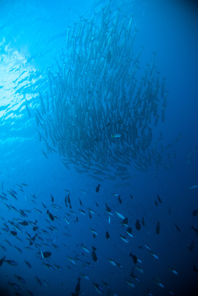 buzo tomar un video fotográfico sobre coral bali indonesia buceo
 - Foto, Imagen