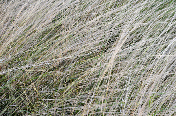 Трава в лучах солнца
 - Фото, изображение