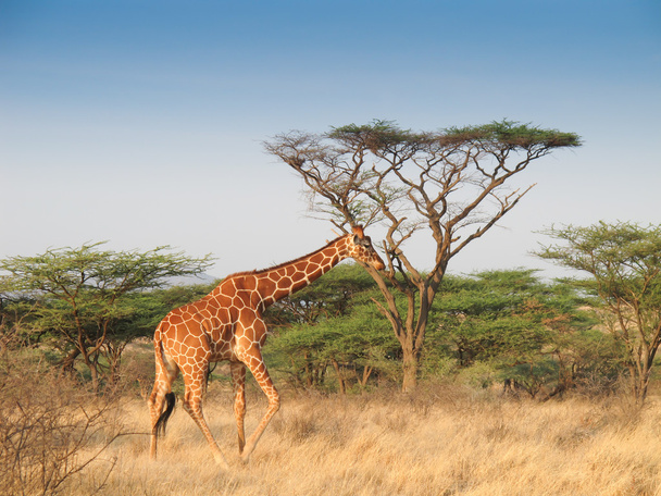 Giraffe walking across savannah - Photo, Image