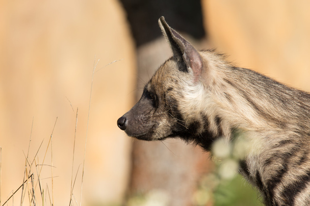 Hiena listrada (Hyaena hyaena) - Foto, Imagem