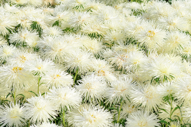 Crisantemo en el jardín
 - Foto, Imagen
