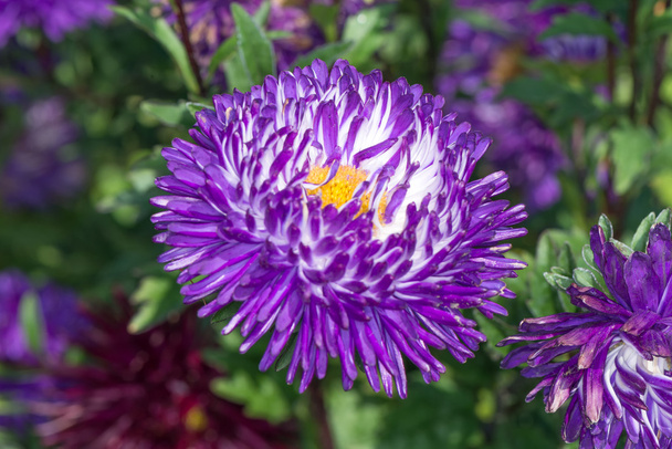 Crisantemo en el jardín
 - Foto, Imagen