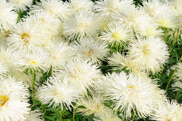 Chrysanthemum in garden - Photo, Image
