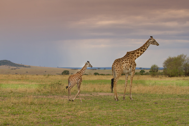 Mother and baby giraffe walking together - Photo, Image