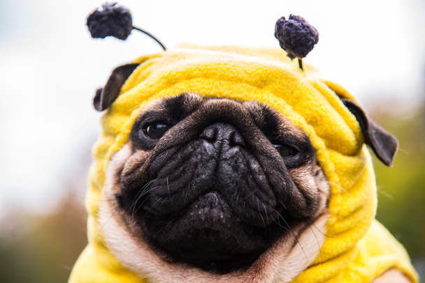 Dog Mops. costume bee - Photo, Image