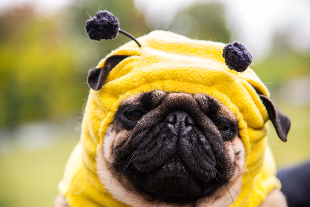 Pies Mops. kostium pszczoły - Zdjęcie, obraz
