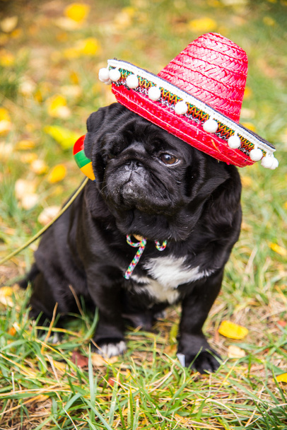 Cane Mops. Cane vestito da messicano. cappello sombrero
 - Foto, immagini