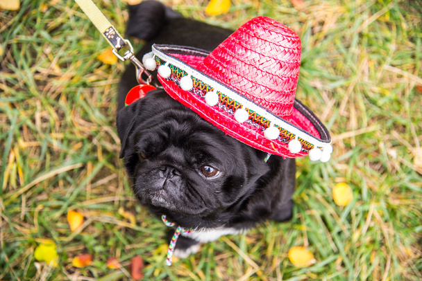 Pies Mops. Pies ubrany w Meksyku. kapelusza sombrero - Zdjęcie, obraz