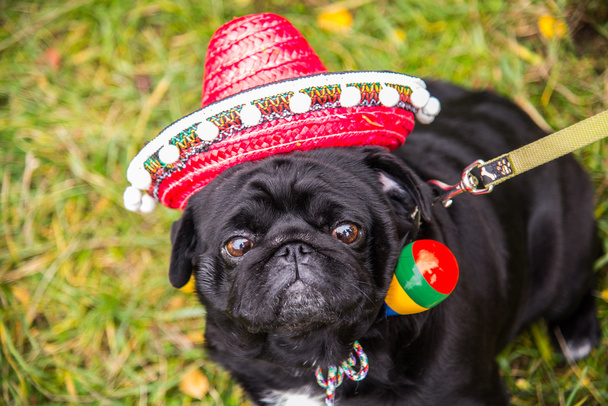 Dog Mops. Perro vestido de mexicano. sombrero sombrero
 - Foto, Imagen