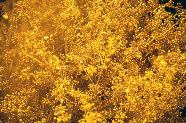 Golden flowers - Photo, Image