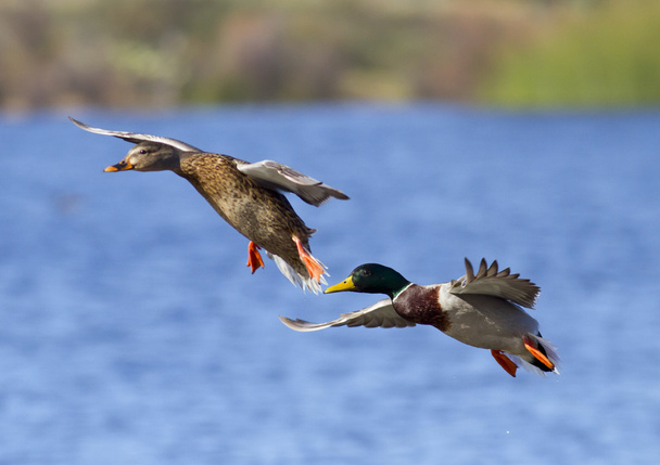 mallard duck paar landing - Foto, afbeelding