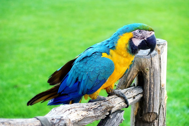 Kék és sárga ara vagy Ara Ararauna papagáj - Fotó, kép