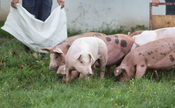 Grupa świń na ranczo - Zdjęcie, obraz