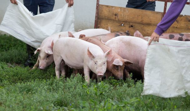 Grupo de porcos na fazenda
 - Foto, Imagem