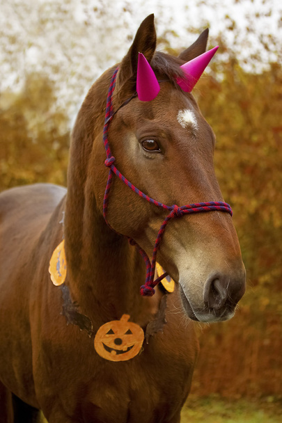 Retrato de baía Cavalo de Halloween
 - Foto, Imagem