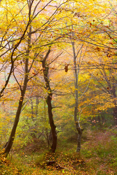 foggy day in a colorful autumn forest, selective focus - Fotó, kép