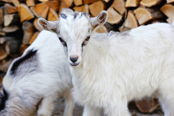 Un bébé chèvre debout dans la cour de la ferme
 - Photo, image