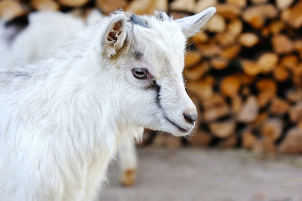 Дитяча коза стоїть на подвір'ї ферми
 - Фото, зображення