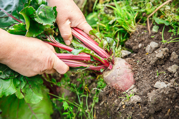 Hands dragging young beetroot - Photo, image