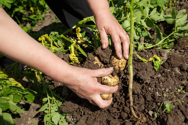 Taze organik patates hasat eller - Fotoğraf, Görsel