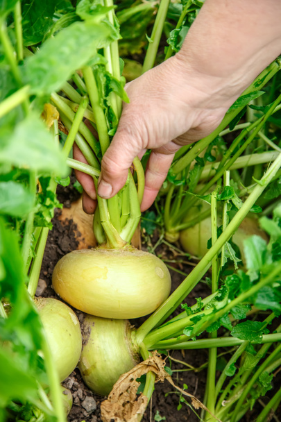 Hand dragging young turnips - Photo, Image
