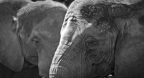 Dois elefantes em preto e branco
 - Foto, Imagem