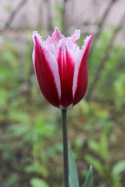 красно-белый тюльпан
 - Фото, изображение