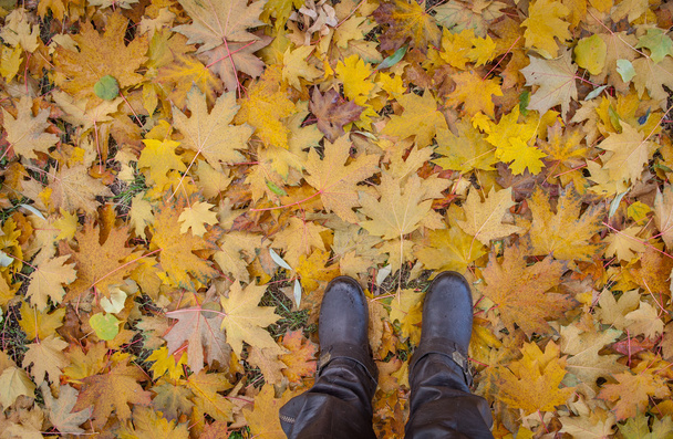 immagine di gambe in stivali sulle foglie di autunno. Scarpe piedi che camminano in natura
 - Foto, immagini