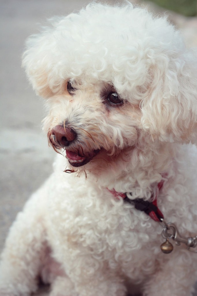 Uszkár kutya ülő bámuló-fehér. - Fotó, kép