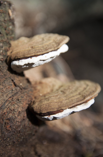 Mushroom on a tree - Photo, Image
