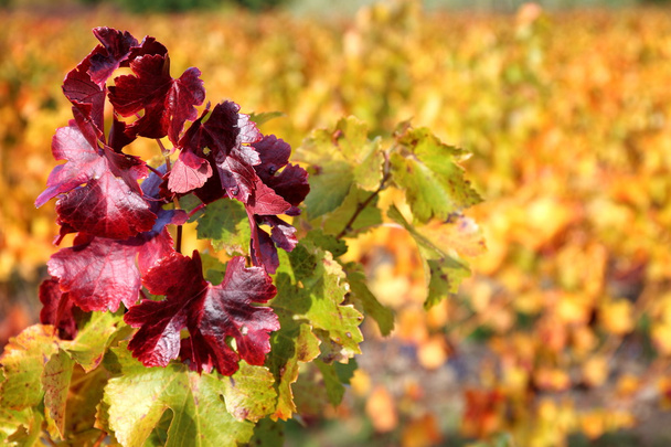 Francia, viñedo de otoño
 - Foto, imagen