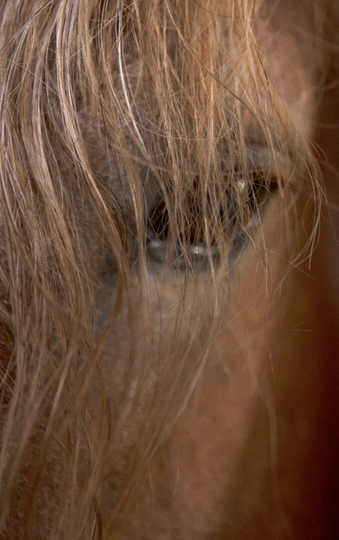 "Blonďatá koňská dívka-Sao Francisco de Borja-Brasil-2013 - Fotografie, Obrázek