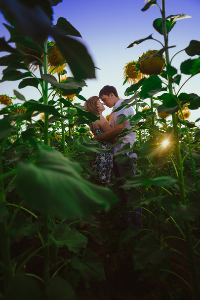 Pareja romántica de pie y besándose en el fondo campo de verano girasol puesta de sol
 - Foto, Imagen