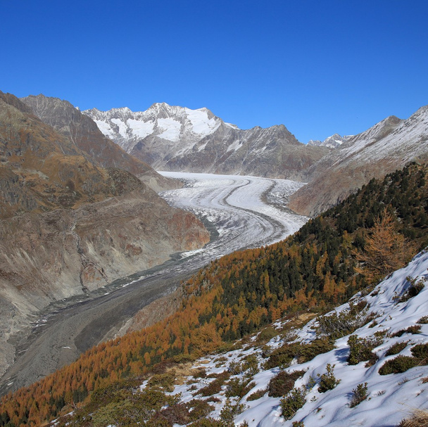 Aletsch gletsjer en gouden lariksen - Foto, afbeelding
