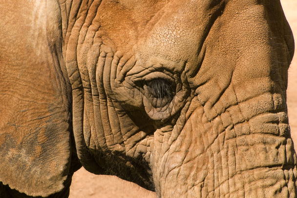 Elephant Eye - Foto, Imagem
